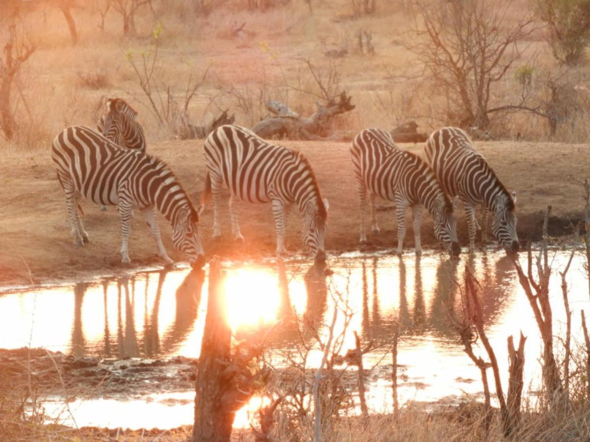 Mbabat Bongan Safari Lodge المظهر الخارجي الصورة